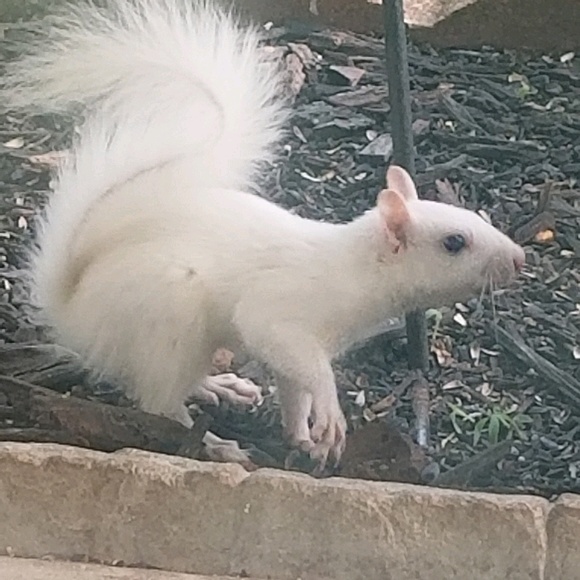 Meet your Posher, Donna - Picture 1 of 1